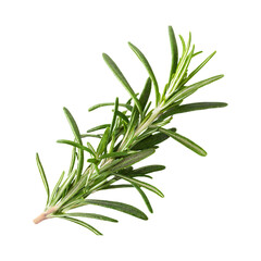 Fototapeta premium Floating Of Rosemary, Without Shadow, Isolated Transparent Background