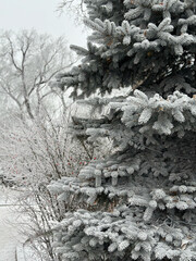 frozen pine tree in the snow