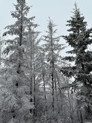 winter forest in the snow
