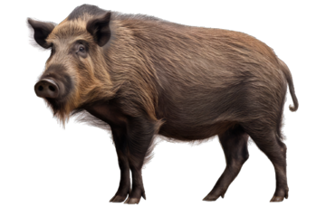 wild boar isolated on white background