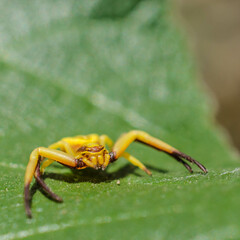 Misumenoides formosipes