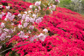 Obraz premium 赤いツツジの花をバックにピンクの八重桜の花