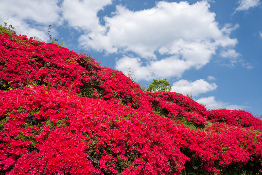 空の下の赤いツツジの花