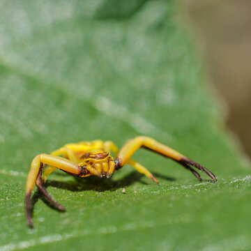 Misumenoides formosipes