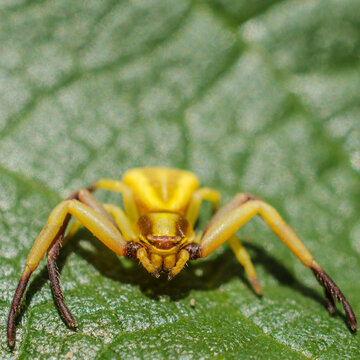 Misumenoides formosipes