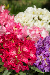 カラフルな花をバックに赤いシャクナゲの花