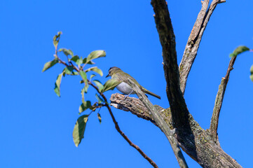 A Red Eyed Vireo perches in a tree on Old Mission Point Peninsula, near Traverse City, Michigan.