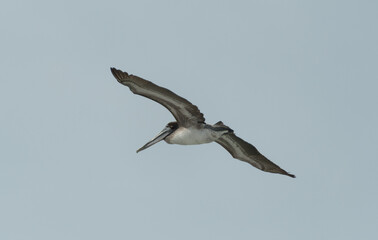 Obraz premium Brown pelican hunting between Treasure Island and St Pete beach - 1