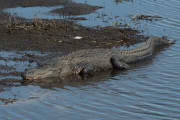 Alligator warming up on winter morning - 1
