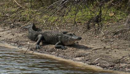 Alligator warming up on winter morning - 2
