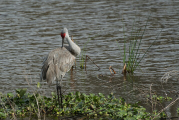 Sandhill crane  at Myakka River - 1