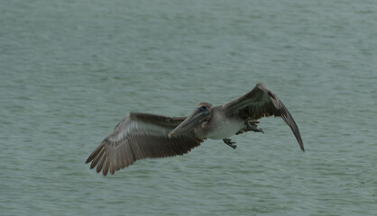 Naklejka premium Brown pelican hunting between Treasure Island and St Pete beach - 5