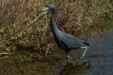 Little blue heron hunting at Myakka River - 2