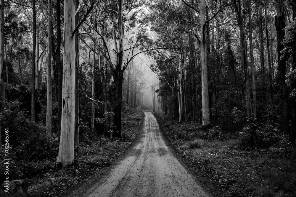 Wall mural dirt path through an Australian forest