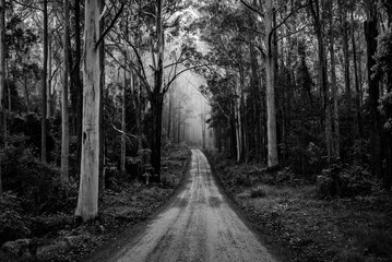 dirt path through an Australian forest