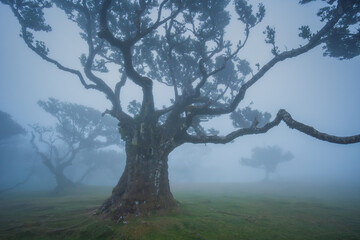 Fanal forest , old mystical tree in Madeira island, Unesco