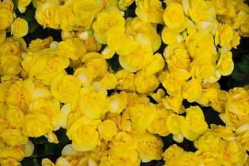 Close up yellow flower background