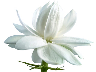 Single white flower of Grand Duke of Tuscany, Arabian white jasmine, Jasminum sambac, aroma, flora,...