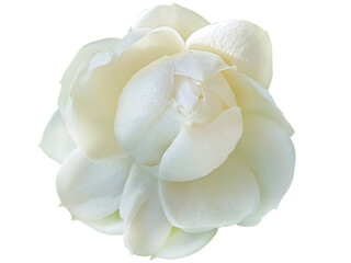 Single white flower of Grand Duke of Tuscany, Arabian white jasmine, Jasminum sambac, aroma, flora, isolated, white background, cutout with clipping path