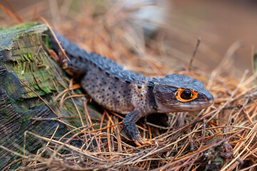 Red Eyed Spiny Lizard
