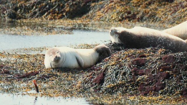 Harbor Seals Sleeping Under The Sunlight At Ytri Tunga Beach In Iceland. closeup, handheld shot