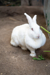 Portrait of white rabbit at petting zoo.