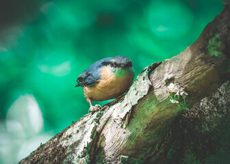 ptak kowalik lub bargiel (Sitta europaea) na gałęzi suchego drzewa