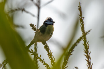 sikora modraszka (Cyanistes caeruleus) na polu kukurydzy