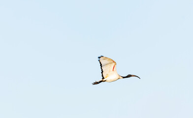 Sacred ibis, large marsh bird with characteristic curved beak. In Italy the species is introduced. locally acclimatized but not yet considered naturalized. Over 3000 individuals registered in the Po V