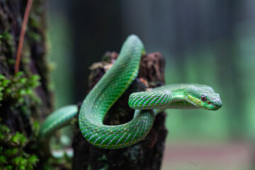 Snakes Vave High Venom