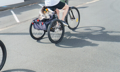 A small dog wearing sunglasses rides in a bicycle basket