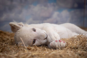 寝転ぶホワイトライオンの赤ちゃん