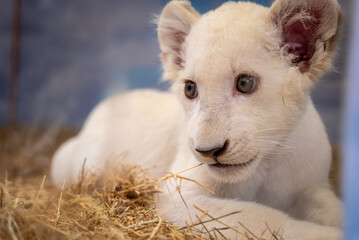 Obraz premium ホワイトライオンの赤ちゃん