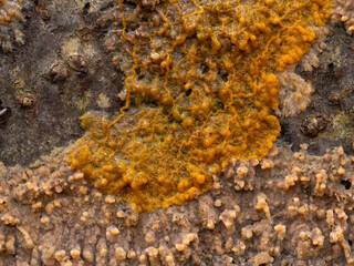 Obraz na płótnie Canvas PC1010239 orange slime mold plasmodium, Badhamia utricularis, feeding on wrinkled crust fungus, cECP 2024