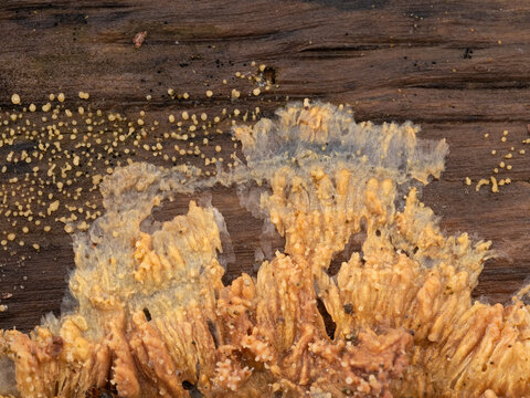 P1010234 wrinkled crust fungus, Phlebia radiata, on  rotting wood, cECP 2024