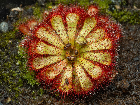 P7300076 Alice sundew plant, Drosera aliciae, cECP 2023