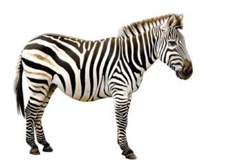 Foto op Canvas Zebra © trimiati