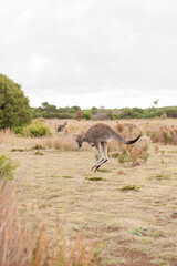 Obraz na płótnie Canvas Kangaroo Jumping
