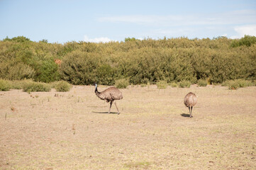 Two Australian Emus