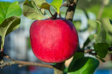 Apfel rot hängt am Baum sehr schönes Bokeh im Hintergrund 