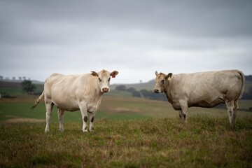 cows in field, grazing on grass and pasture in Australia, on a farming ranch. Cattle eating hay and silage. breeds include speckle park, Murray grey, angus, Brangus, hereford, wagyu, dairy cows.