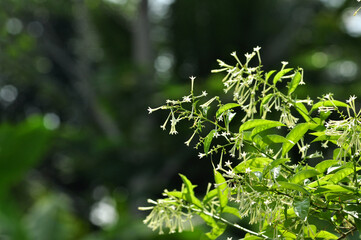 Arum dalu or Cestrum nocturnum night blooming jasmine flower close-up