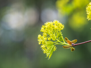 Fresh maple leaves with flowers and seeds