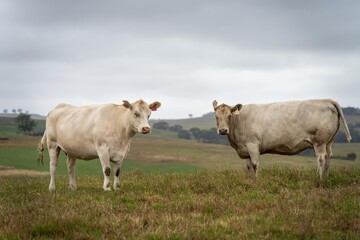 Australian cows grazing in a field on pasture. close up of a white murray grey cow eating grass in...