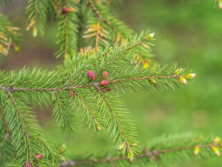 Fototapeta premium Fir branches with fresh shoots in spring.