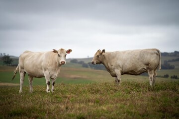 cows in field, grazing on grass and pasture in Australia, on a farming ranch. Cattle eating hay and silage. breeds include speckle park, Murray grey, angus, Brangus, hereford, wagyu, dairy cows.