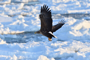 Bird watching with floating ices in winter