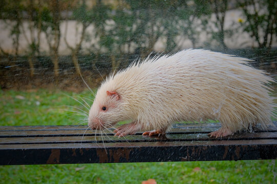 White porcupine in an open zoo