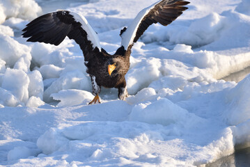 Bird watching with floating ices in winter