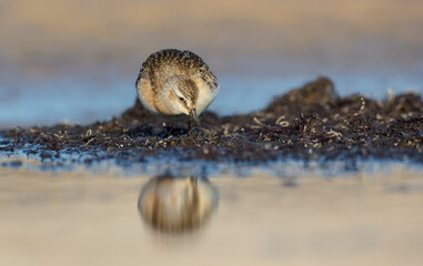 The curlew sandpiper - young bird at a seashore on the autumn migration way